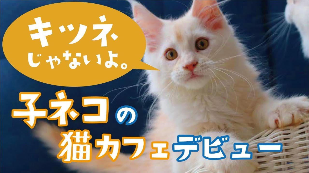 新入り子猫 メインクーンの「いなり」猫カフェデビュー動画