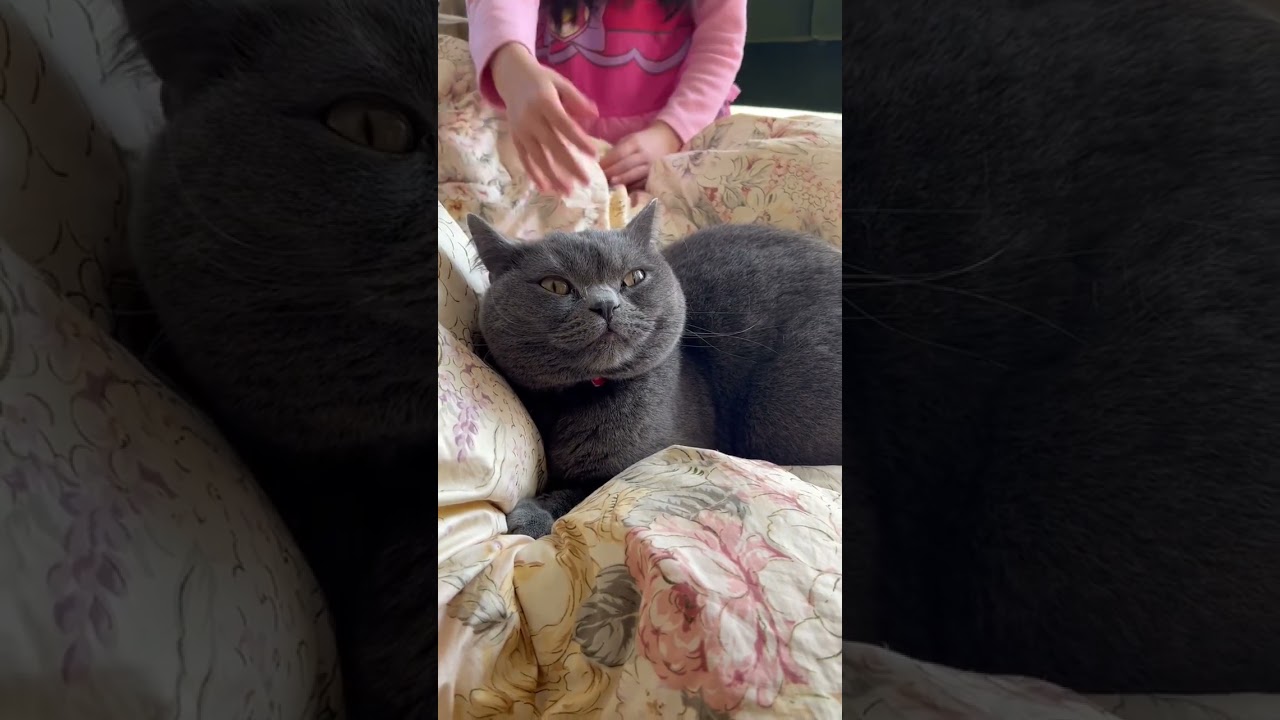 モフモフされる猫がかわいい😍#shorts #ブリティッシュショートヘア #ブリショー #モフモフ