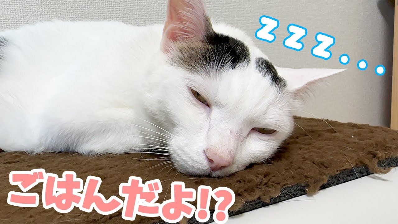 ご飯の時間なのに寝てるチロさん！？！？