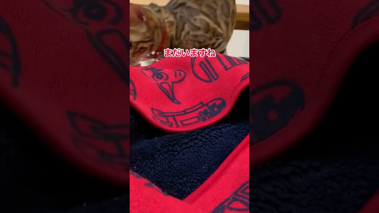 子猫をくわえるのが苦手な母猫 #shorts