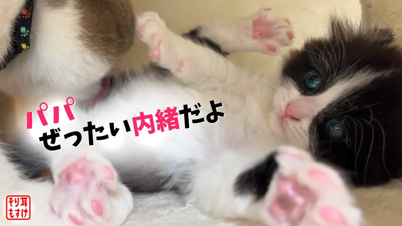 トイレを覚えようとしない子猫の驚きの理由が判明しました…【奇跡のイクメン猫】