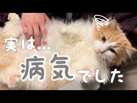 猫の病気について【ノルウェージャンフォレストキャット】【アメリカンカール】【猫】【猫の病気】