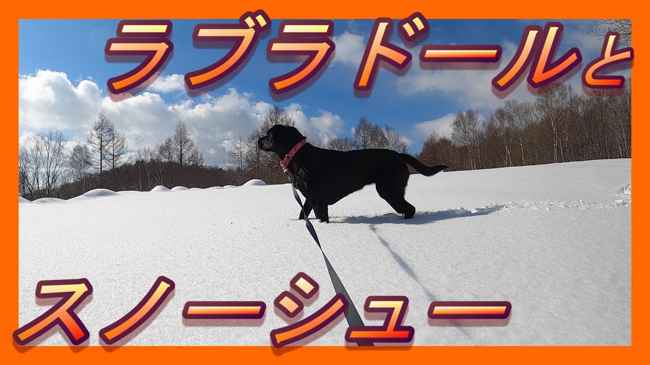 ラブラドールレトリバー(黒)とスノーシュー散歩