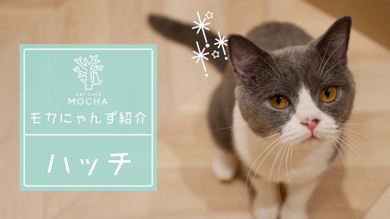 ハッチ（ブリティッシュショートヘア♂）イオンモール岡山店