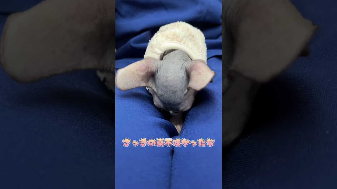 嫌々ながらも目薬をさされるスフィンクス