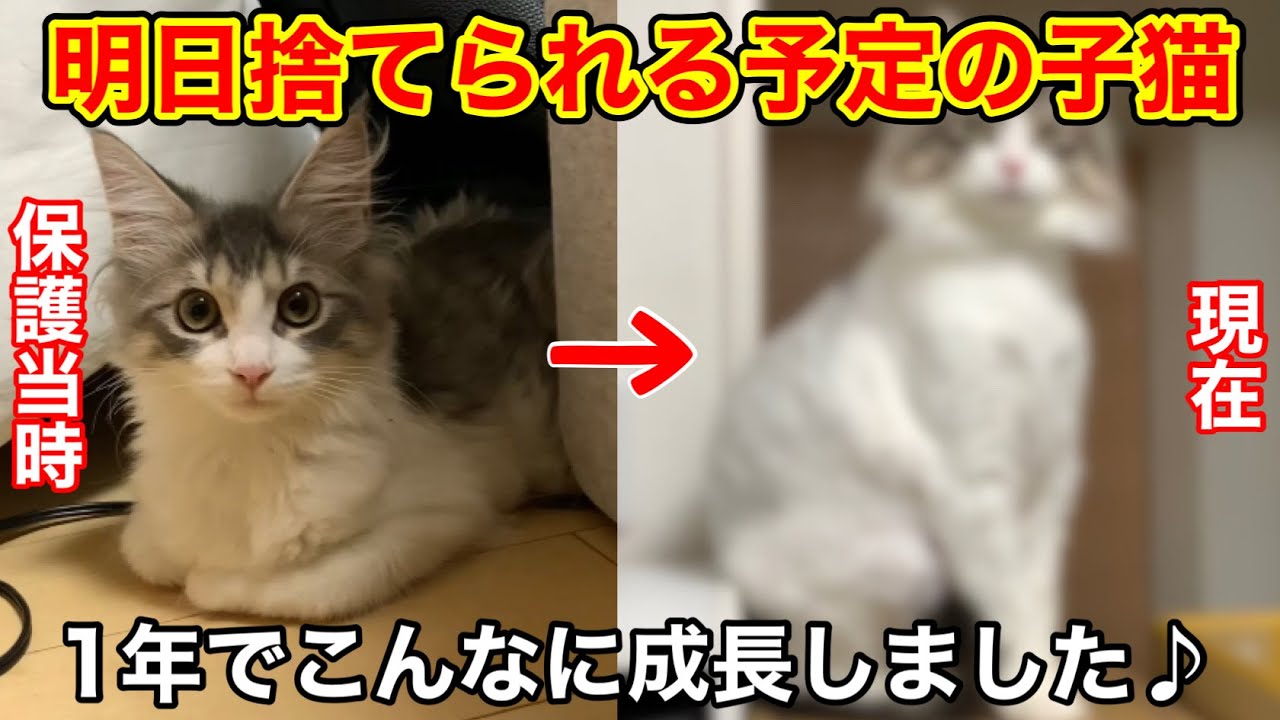 明日動物病院の前で捨てられる予定の子猫を保護…その後の生いたちや現在の姿を公開【メインクーン】