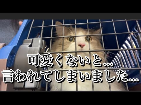 【衝撃ショック】動物病院で可愛くないと言われてしまいました…【ノルウェージャンフォレストキャット】