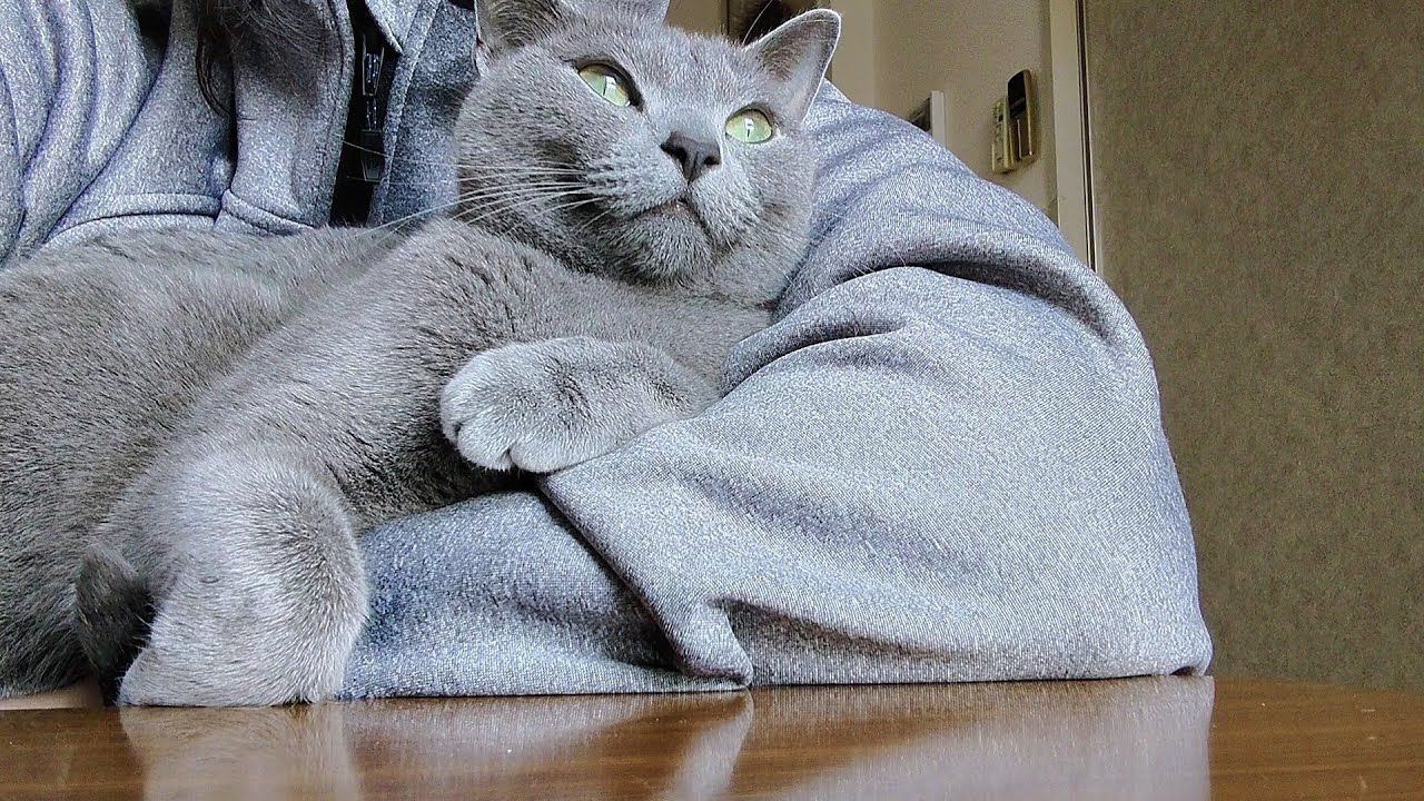 【猫動画】朝から嫁に甘えまくるロシアンブルー【russianbule】Russian blue spoiled by the bride from the morning