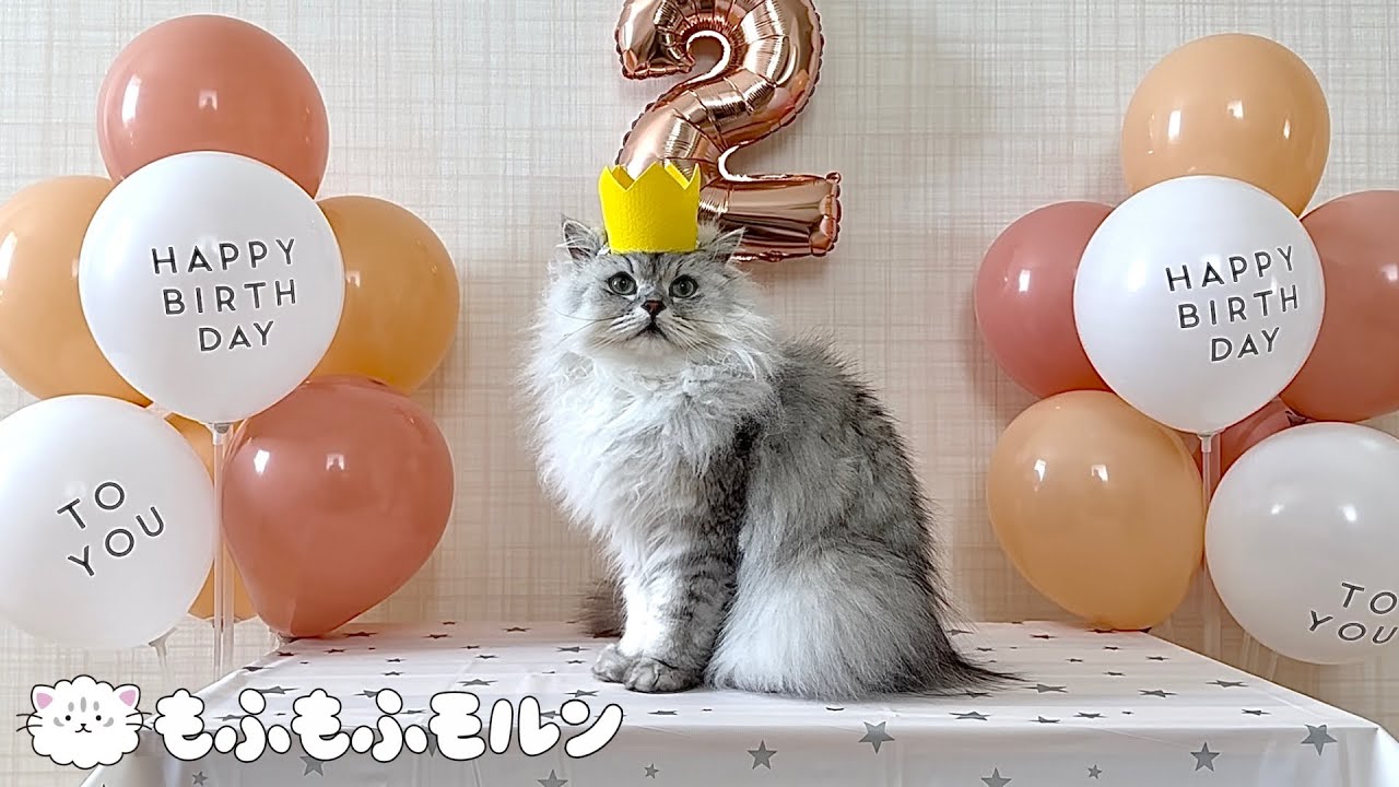 もふもふ猫の2歳の誕生日！ 【サイベリアン】