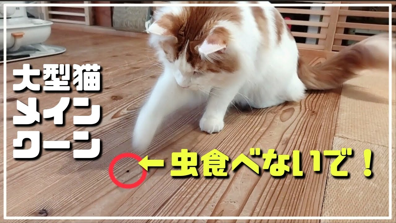 【危険】大型猫メインクーンが虫と格闘した末に...