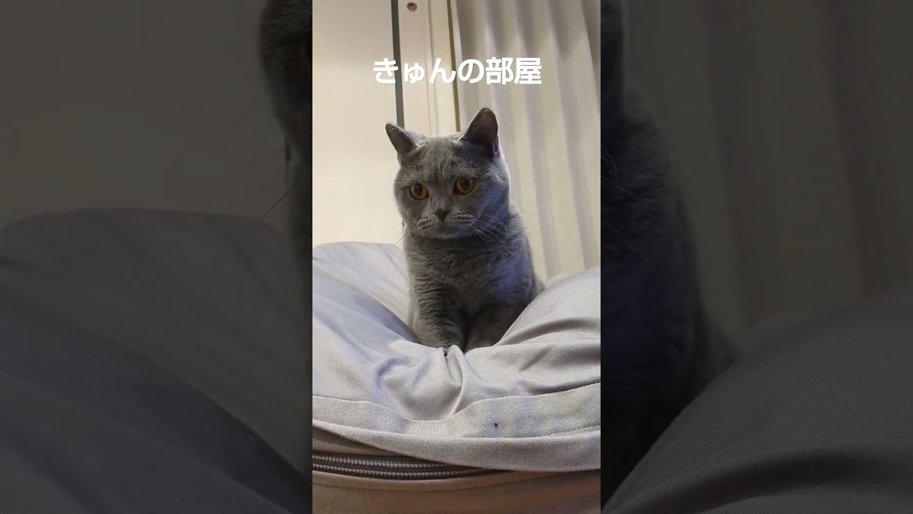 嫌がる猫#ブリティッシュショートヘア #shorts #猫 #ねこ#嫌がる