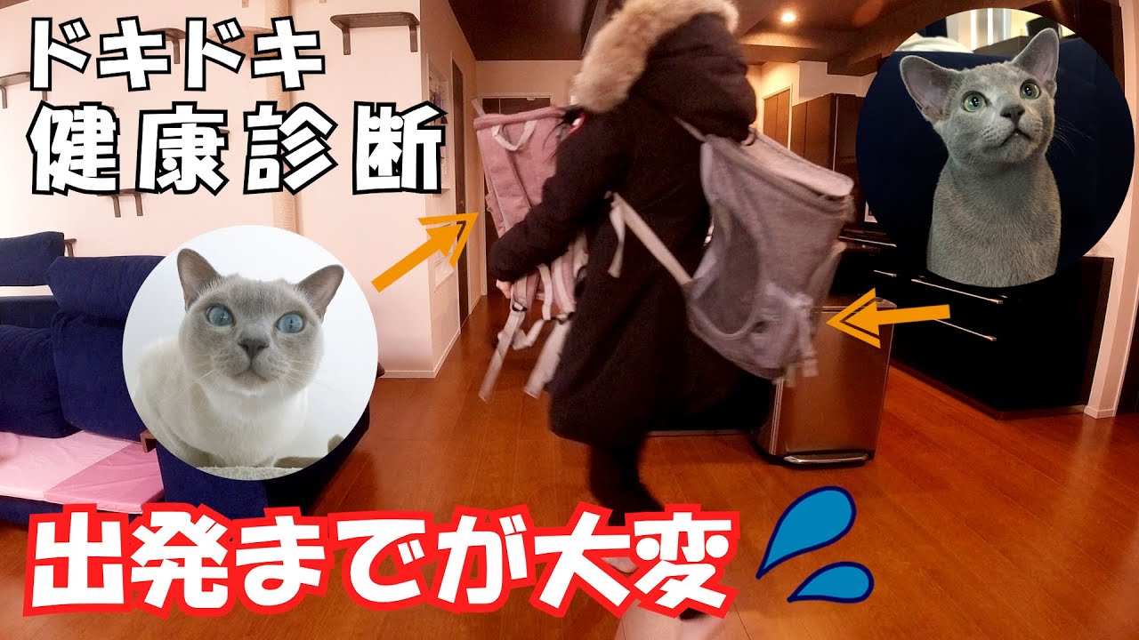 【健康診断】【ロシアンブルー×トンキニーズ】毎回苦戦‥いい方法教えてください（＃94）