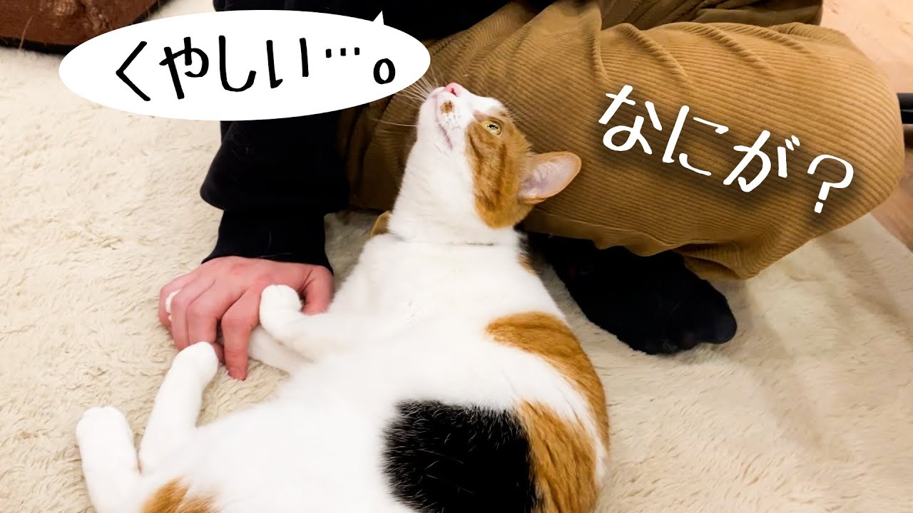 ついにおじさんに嫉妬させてしまう罪深いねこ。