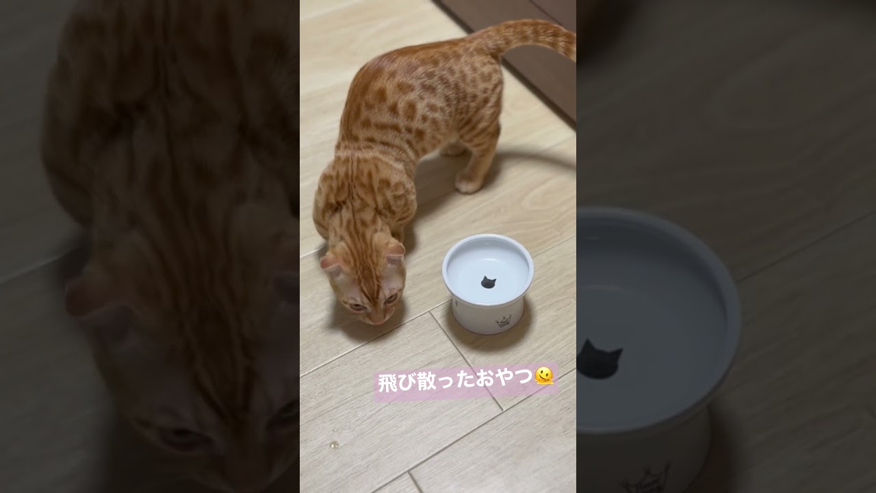 生まれて半年が経ちました🤍 #キンカロー #cat #猫 #cute #子猫 #kitten #animal #猫のいる暮らし #anime #catlover #モンプチ