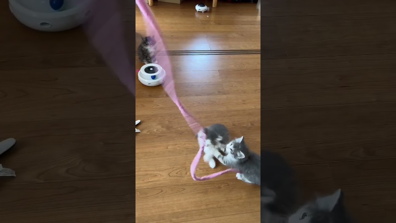 当たり屋過ぎる子猫 #shorts #ノルウェージャンフォレストキャット #猫のいる暮らし #子猫 #猫