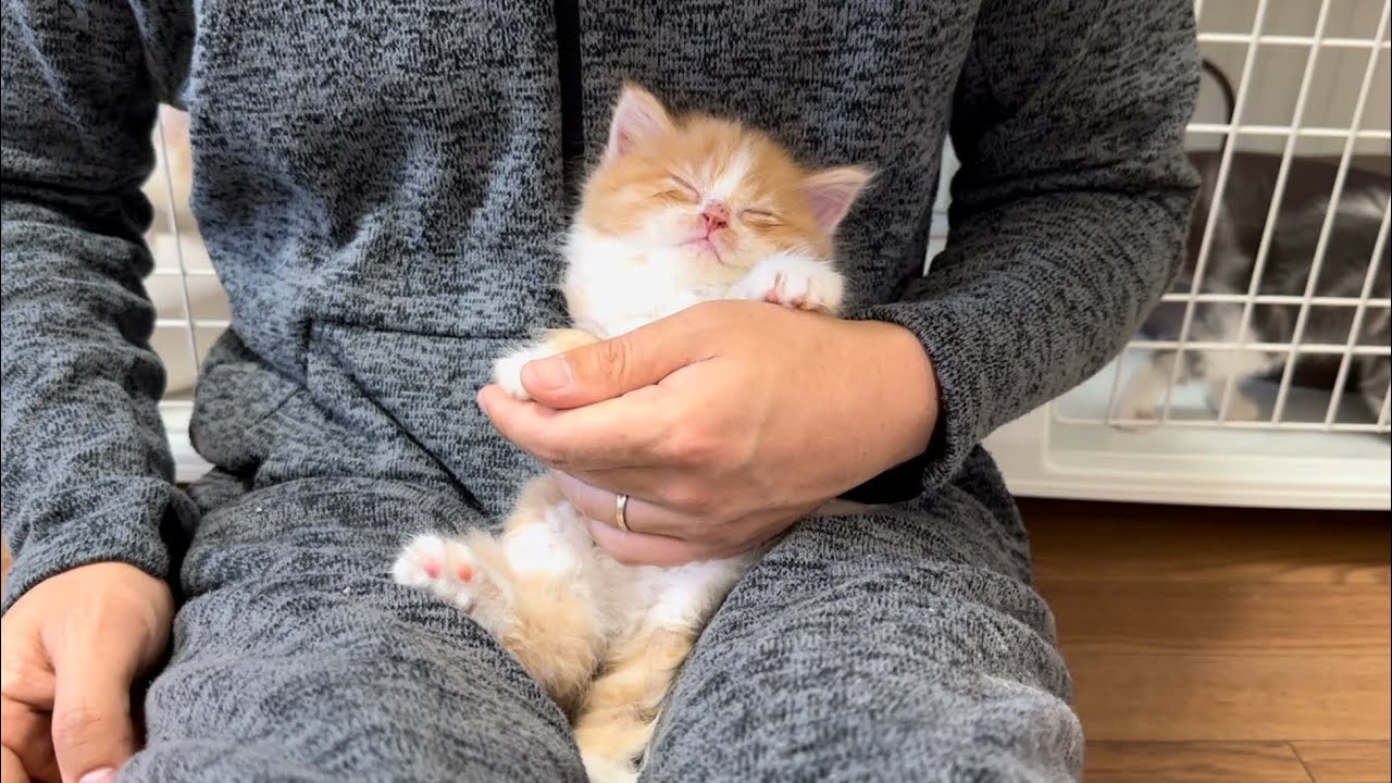 爪切り中…急激な睡魔に襲われた子猫がこうなりました。 #36