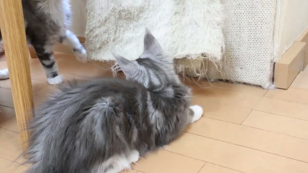 お転婆ブルーのメインクーン子猫マリアちゃん