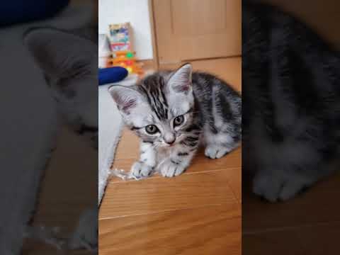 アメリカンショートヘア 離乳食に切り替わり日に日に大きくなってます🎵