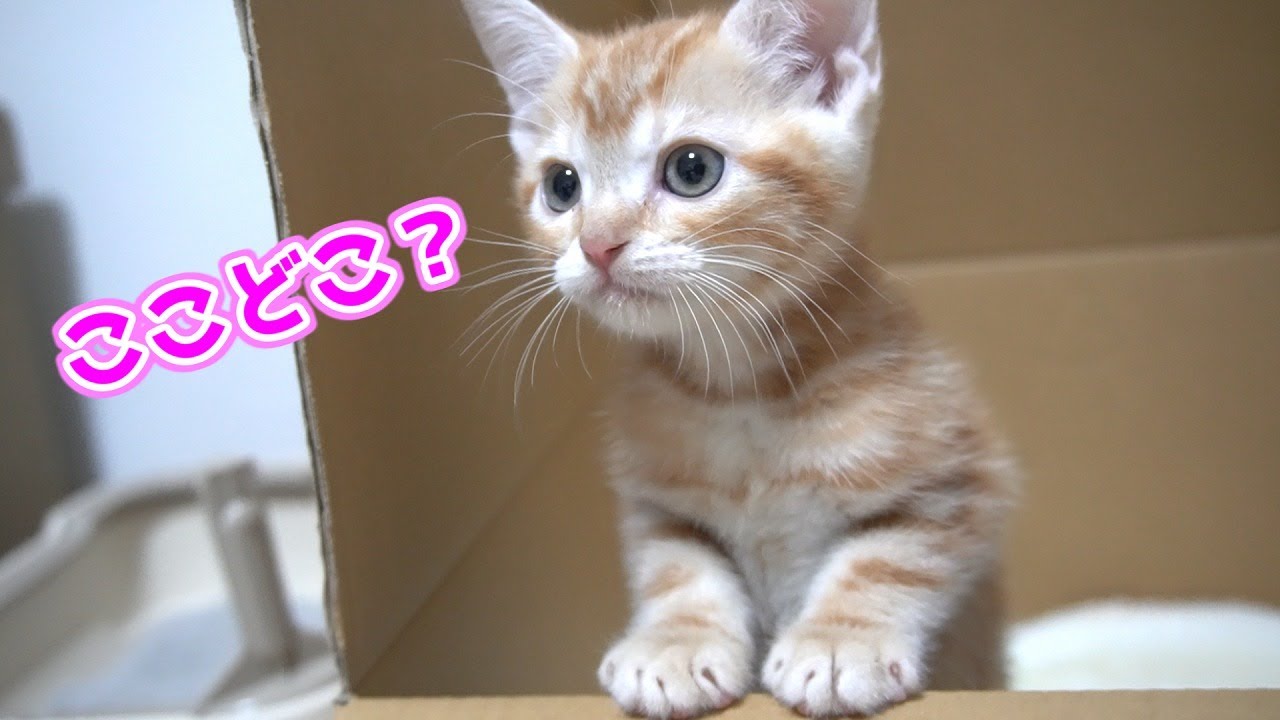 生後2ヶ月のかわいい子猫がうちにやってきた！
