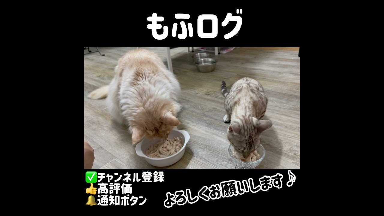 【ベンガル  メインクーン】ササミを目の前にして野生を取り戻した猫#short