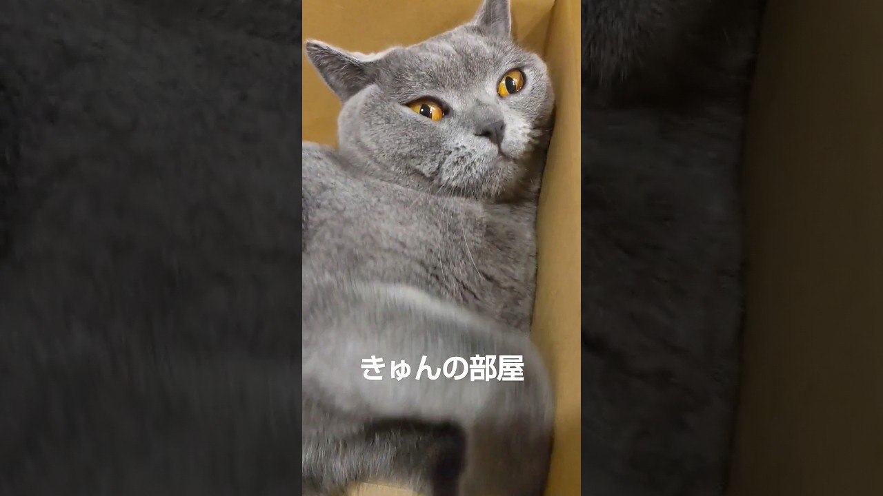 #ブリティッシュショートヘア #猫 #shorts #ねこ #cat