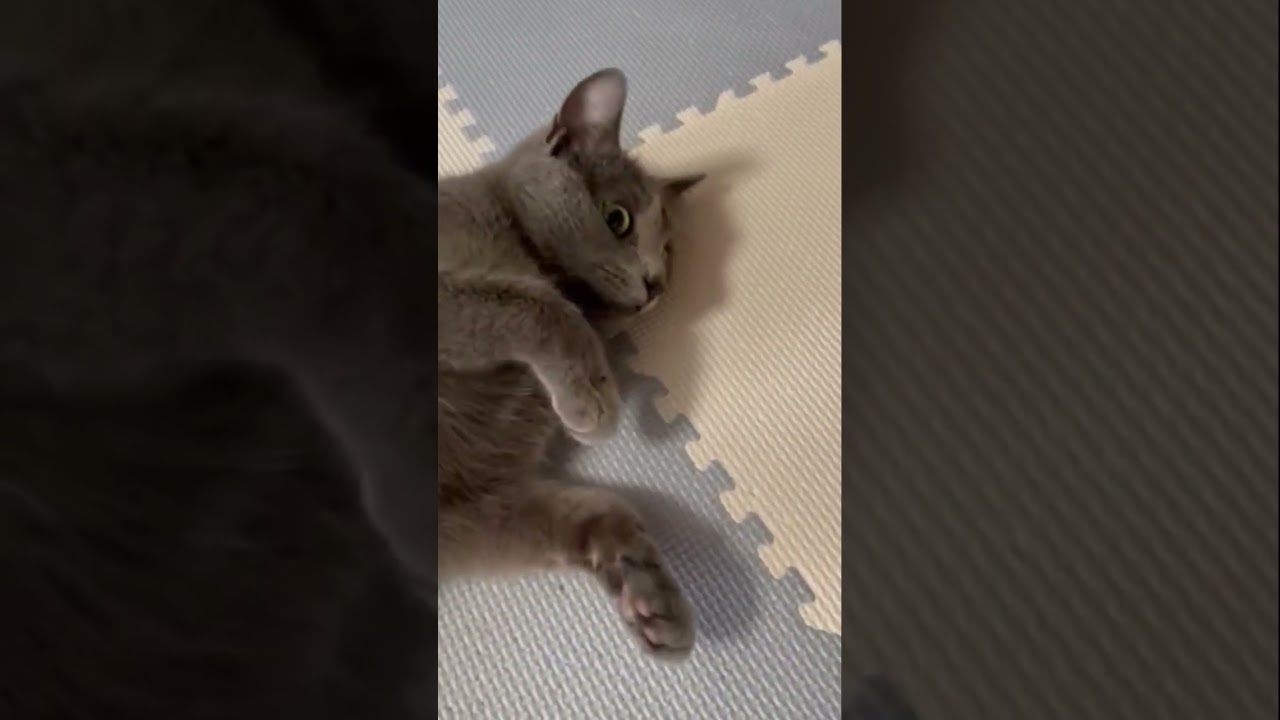 オヤツが欲しくてアピる猫（ロシアンブルー）#shorts