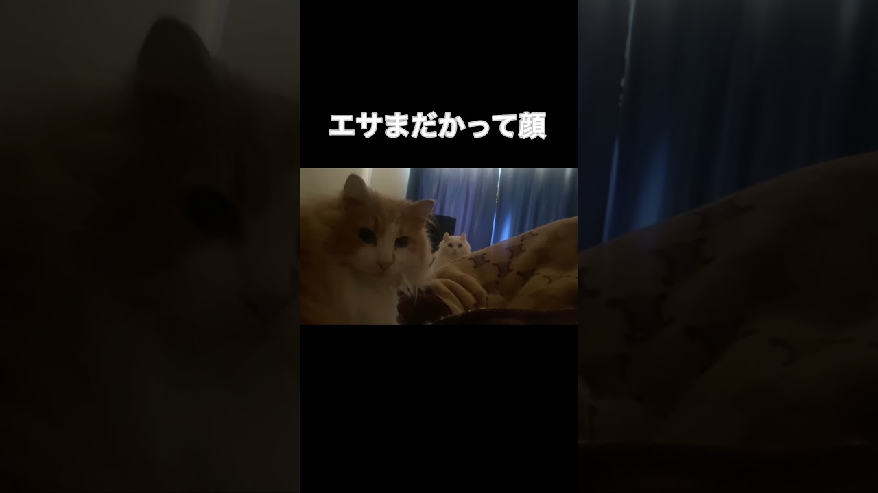 朝の猫たち#short #shorts #アメリカンカール #ノルウェージャンフォレストキャット #猫