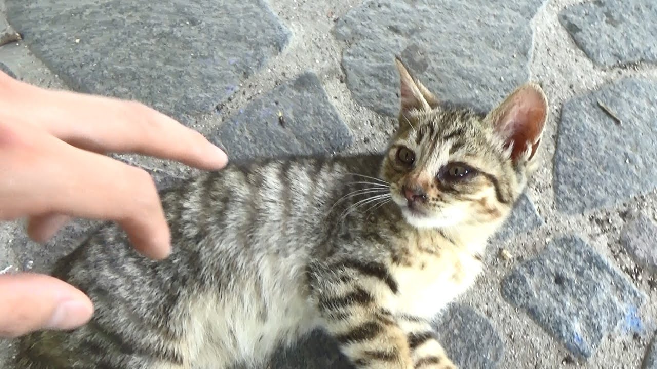 子猫に人間の恐ろしさを教えてやった