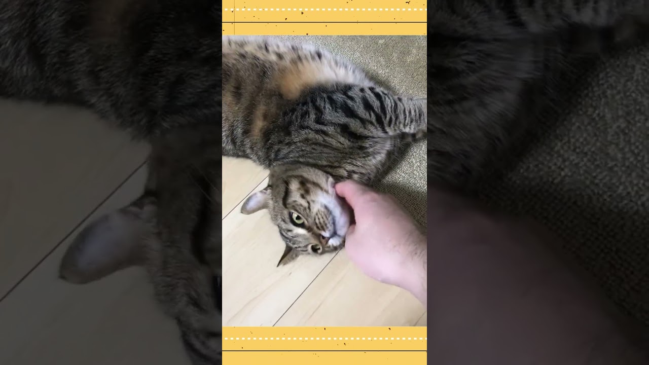猫が落ちてるぞ