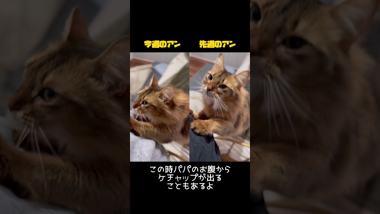 甘えた猫の朝は規則正しい