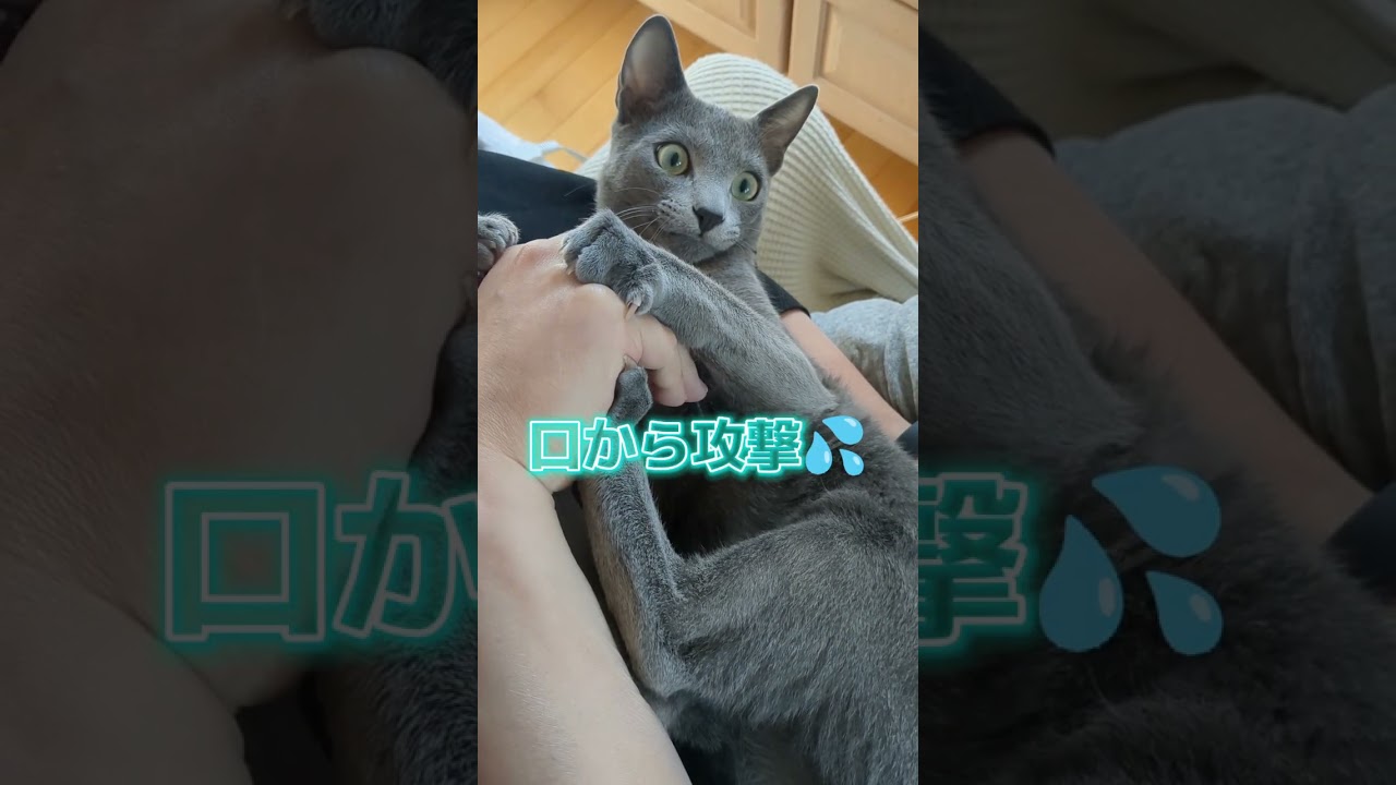 凶暴な猫ぱすか❓ 油断しちゃダメ🐈‍⬛💗     #ロシアンブルー #russianblue #子猫