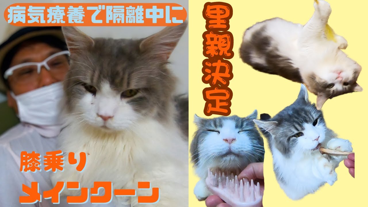 病気療養で隔離中のメインクーン預かり先で正式譲渡なので総集編（保護猫キャットスペース）中崎町 Maine Coon under medical treatment decided to adopt