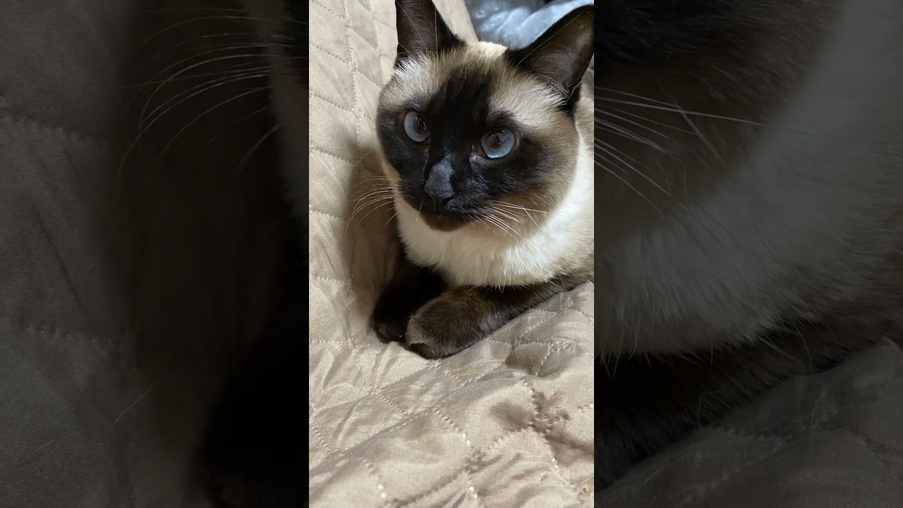 【2023.04.12】今日のシャム猫のふくさん（音無し）【たぬき猫】 #Shorts