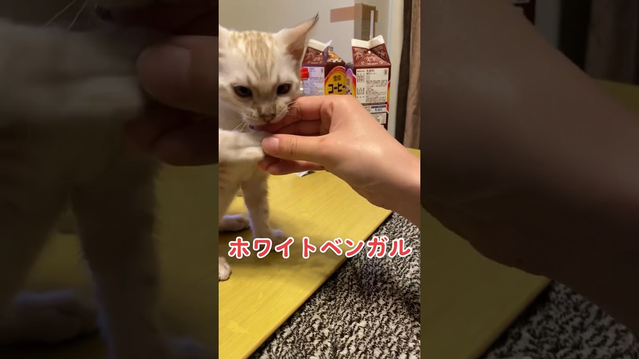 【子猫動画】ホワイトベンガル　生後4ヶ月！　可愛くてごめん！　ベンガル猫　ネコ　ねこ　#cat #bengalcat
