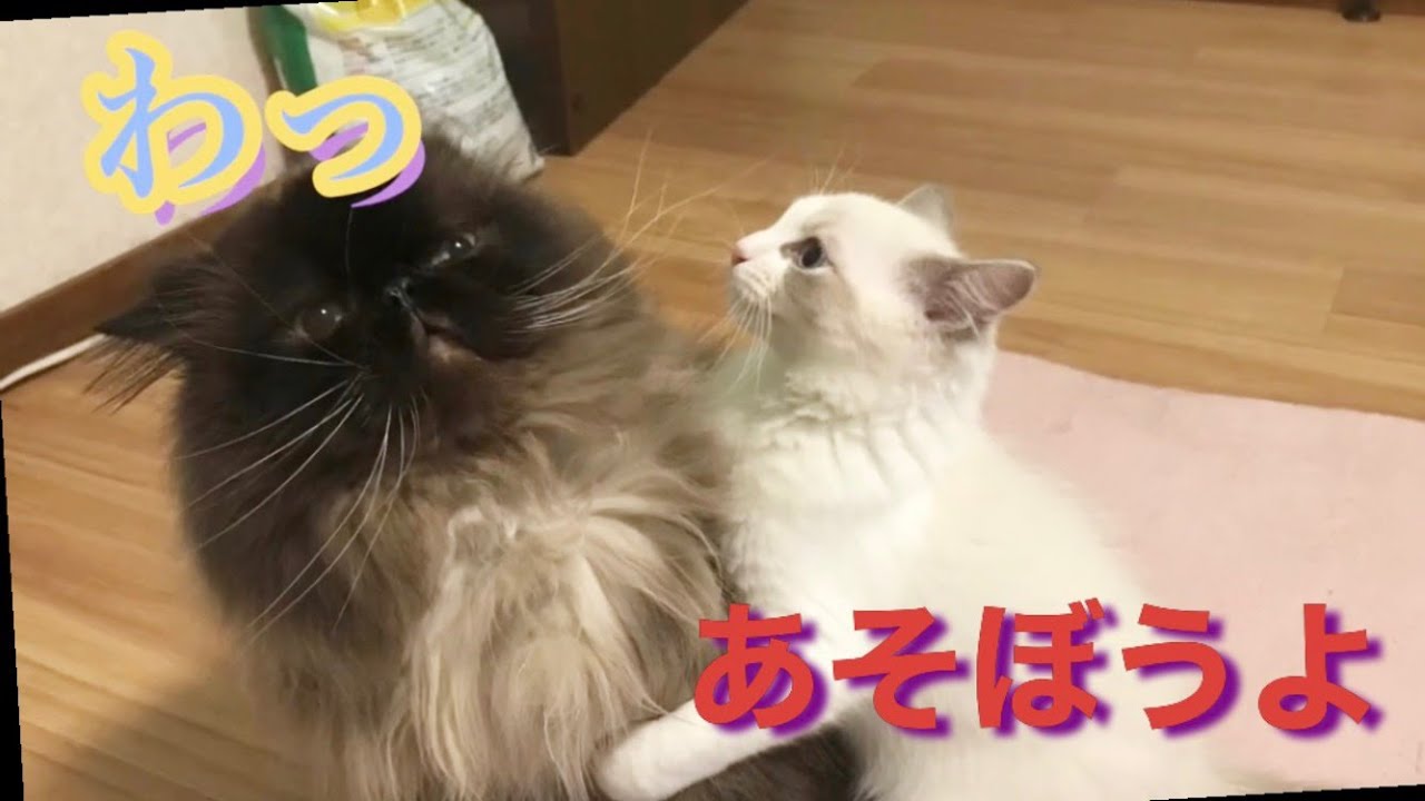 【遊びたがる子猫】ねぇねぇ遊ぼうょ【ヒマラヤン猫＆ラグドール猫】💛ラグドール猫！｜最高に美しい猫｜ヒマラヤン猫｜華麗な猫｜