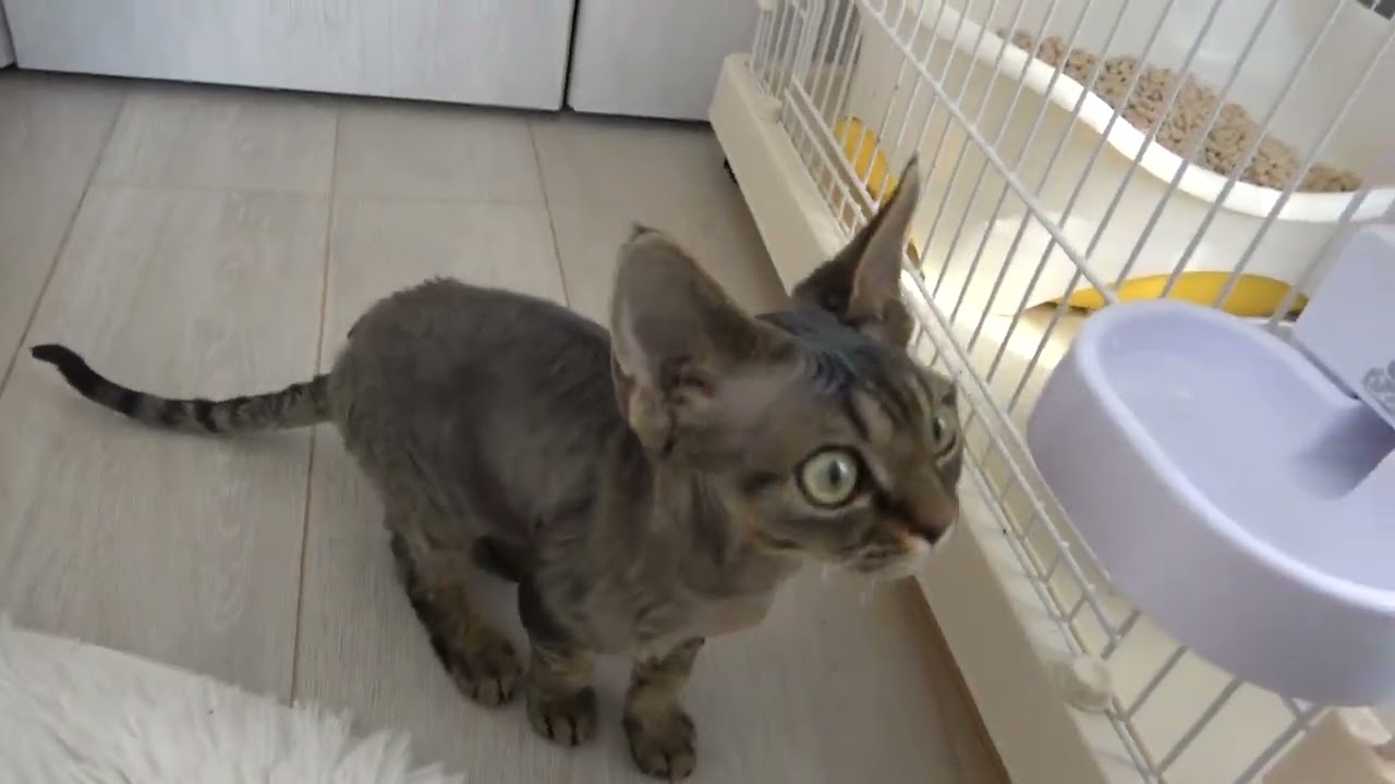 デボンレックス子猫の日常(Devon Rex kitten’s daily life)