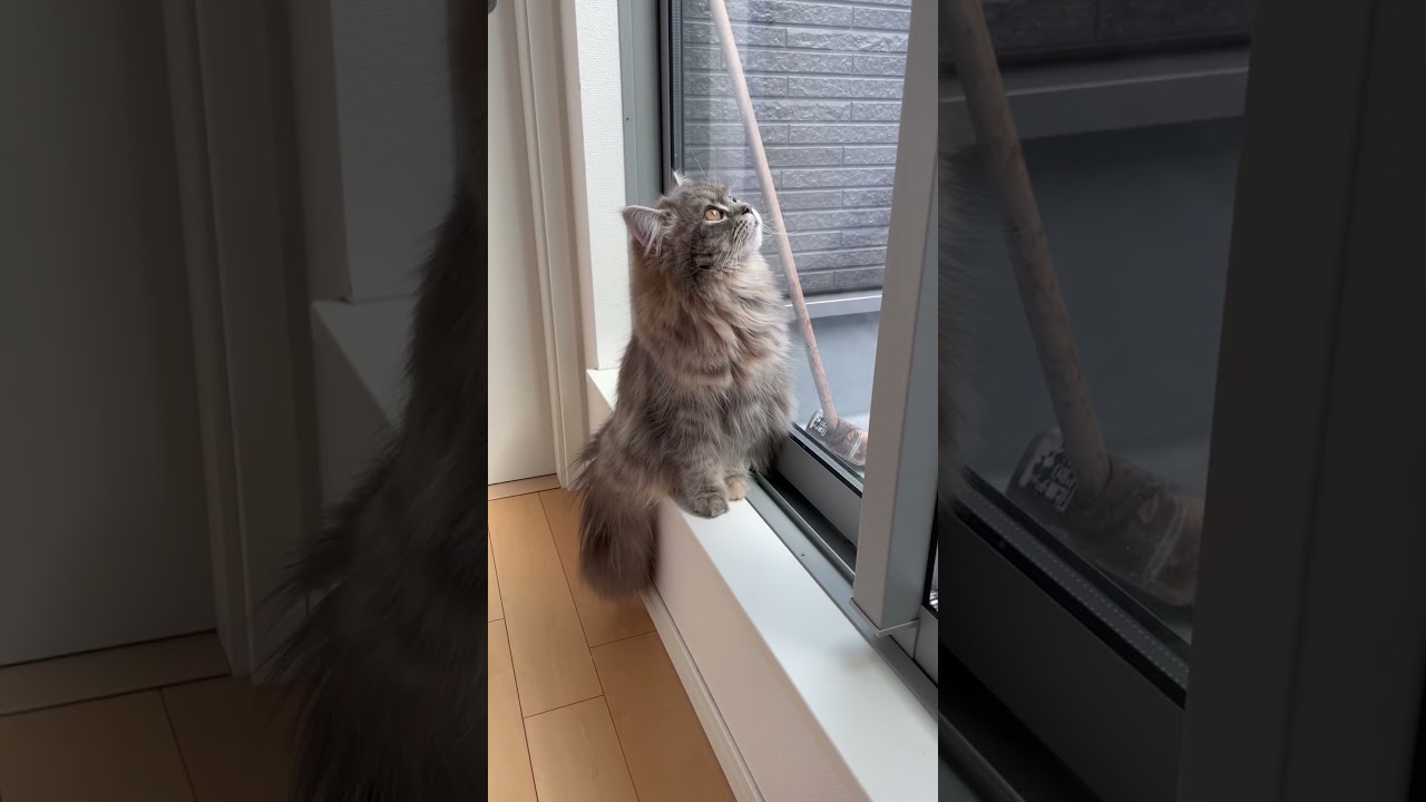 空への憧れが強いラガマフィン　#ラガマフィン #猫のいる暮らし #子猫動画