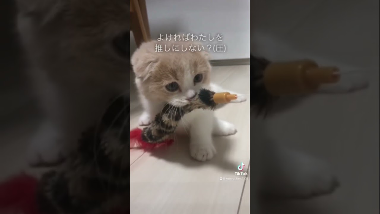 推しにしにゃい( 'ω' )/#shorts #スコティッシュフォールド折れ耳 #子猫 #ねこ