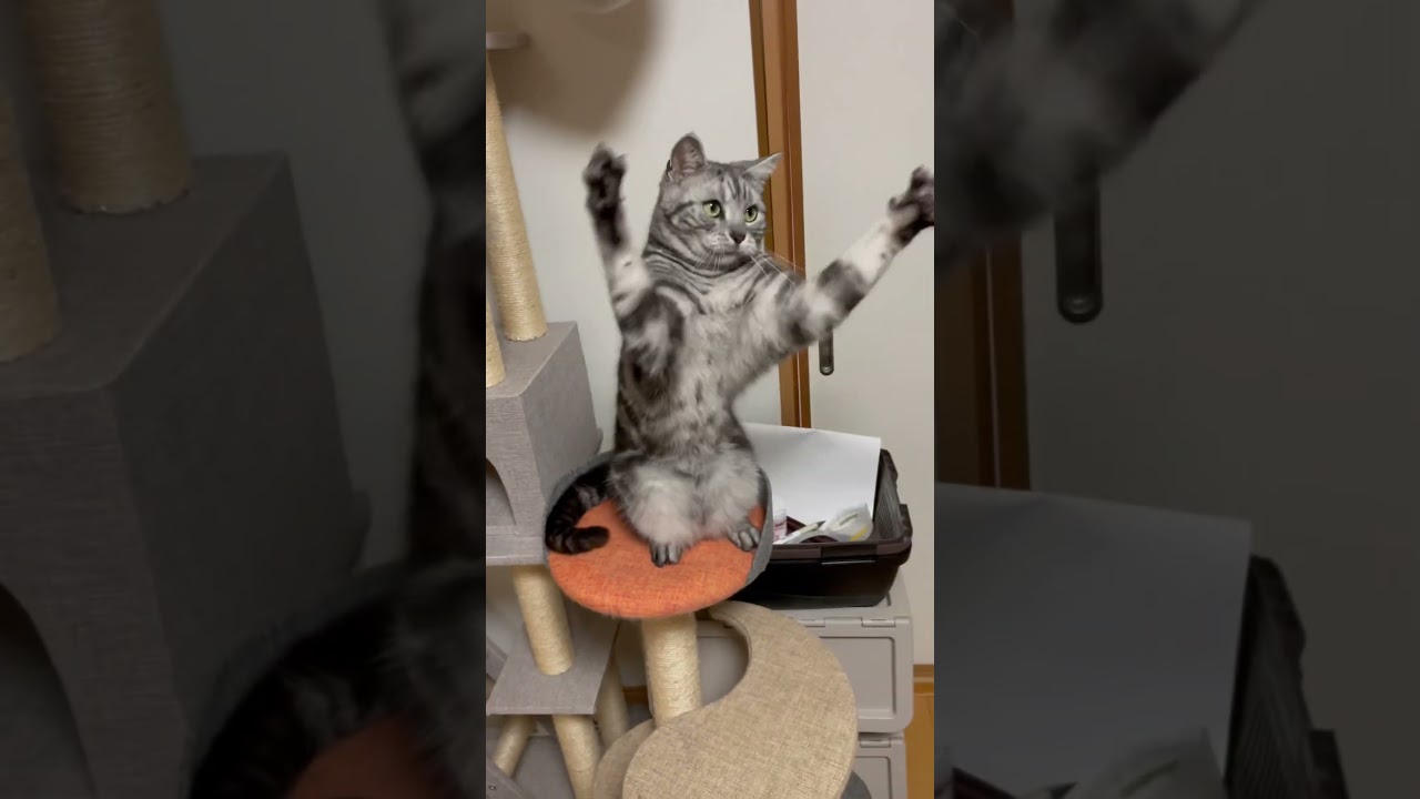 【ウタカタララバイ】dancing cat ダンスするアメリカンショートヘアが可愛い #dance #アメショ #kitten #cat #shorts