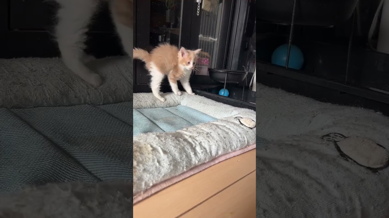 メインクーン ふわふわのとっても可愛いクリームちゃん！