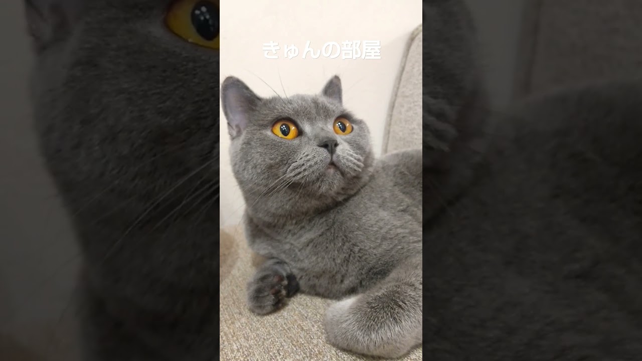 噛むよ#ブリティッシュショートヘア#猫#shorts #噛む