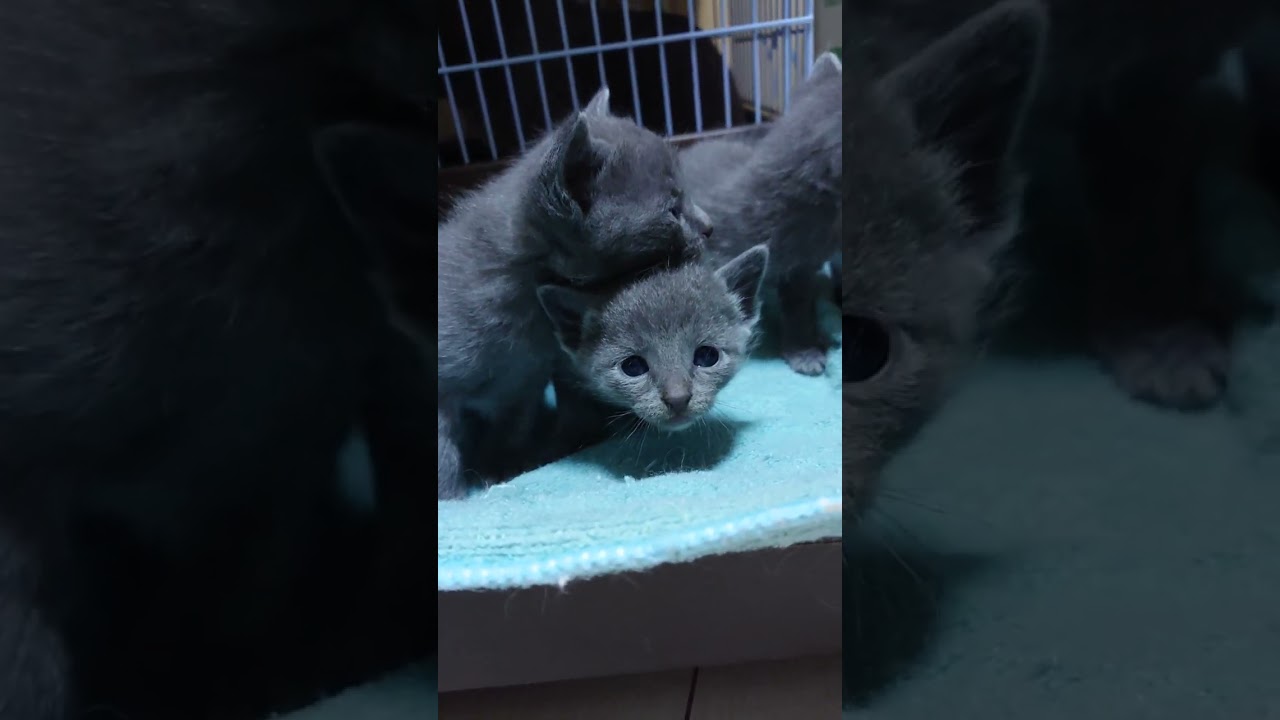 ロシアンブルー すくすくと成長中！