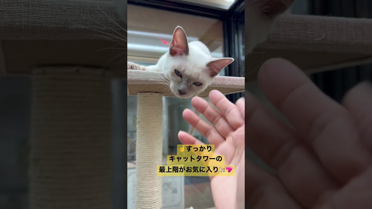 キャットタワーでくつろぐトンキニーズの子猫