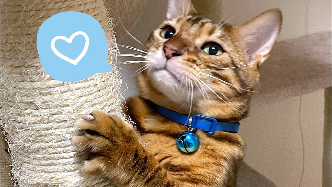 【悲報】うちの雄猫が飼い主よりペットシッターを好きになってしまいました