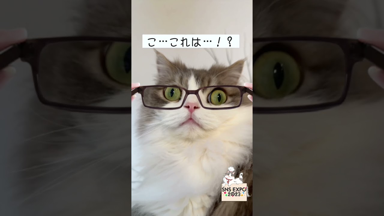 ギャップに惚れた？　#ぐるねこ #ねこ #セルカークレックス