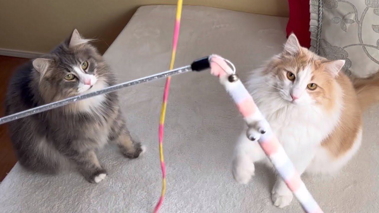 【二刀流⁉︎】ばあばとノルウェージャンフォレストキャットが楽しそうに遊んでいたwww