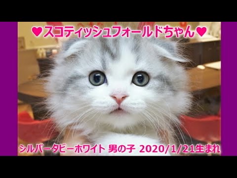 ☆かわいい折れ耳スコちゃんの紹介動画☆スコティッシュフォールドちゃんの猫動画♡マンチカン・ミヌエット専門ブリーダー『ペット蔵人』