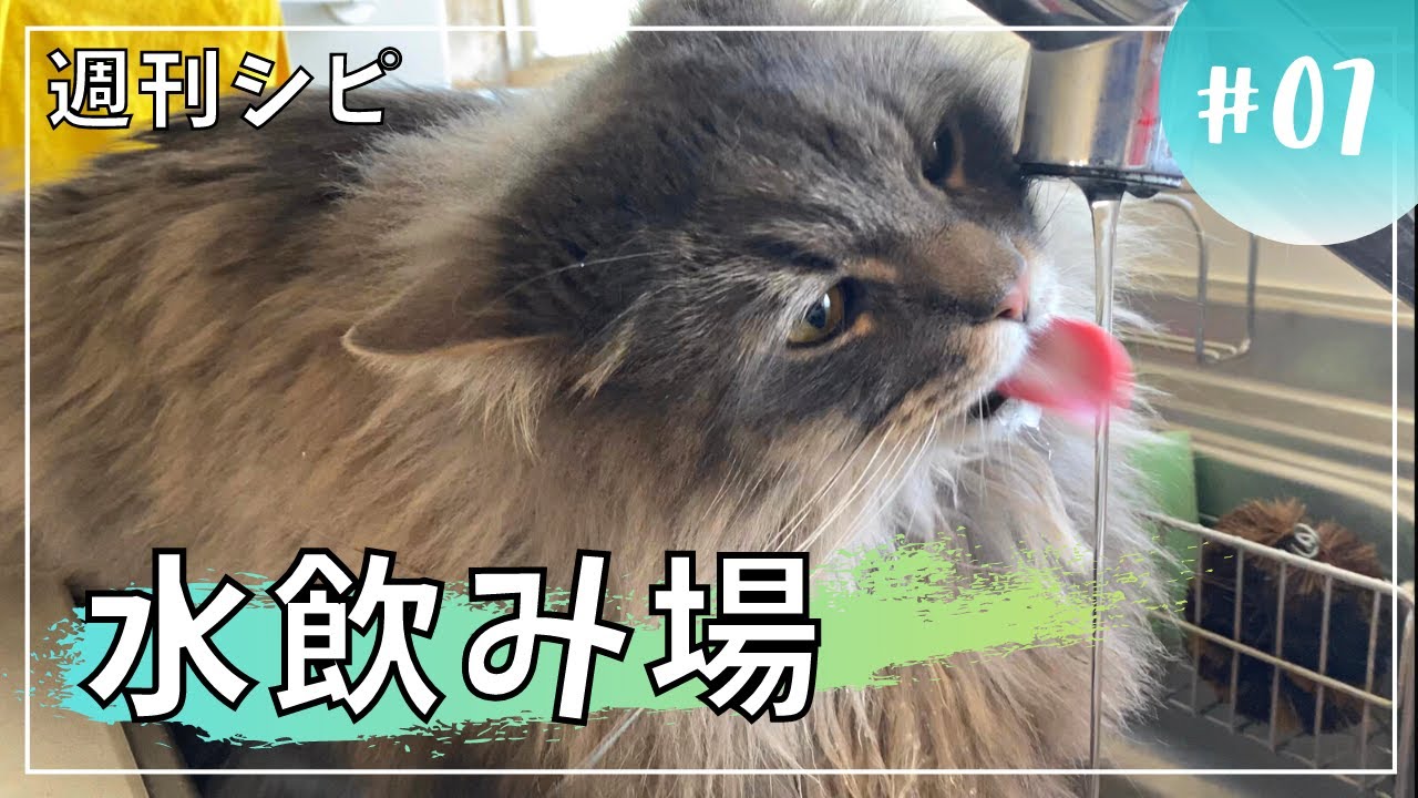 【週刊シピ7】何故ここで…。流水が好きな猫！【サイベリアン】