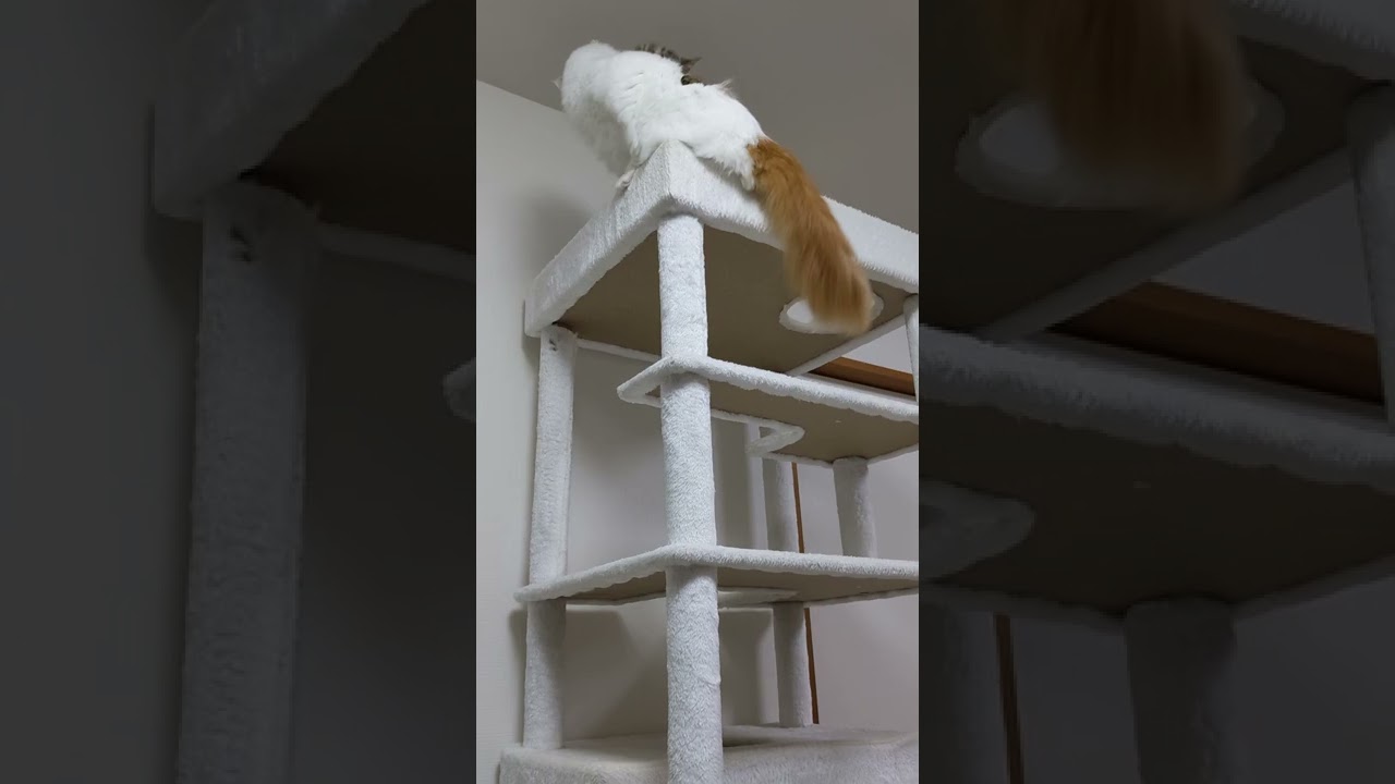 メインクーンが軽い気持ちでキジトラ猫を襲うとこうなります…
