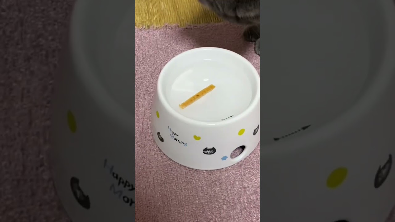 おやつをあげたらラストに悲劇が…(ブリティッシュショートヘア)